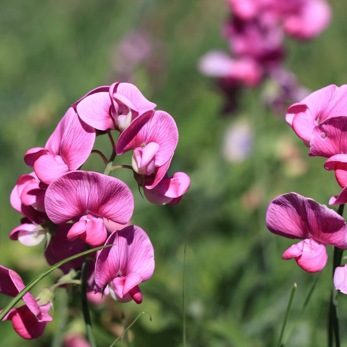 Everlasting Sweetpea- Latifolius Pink